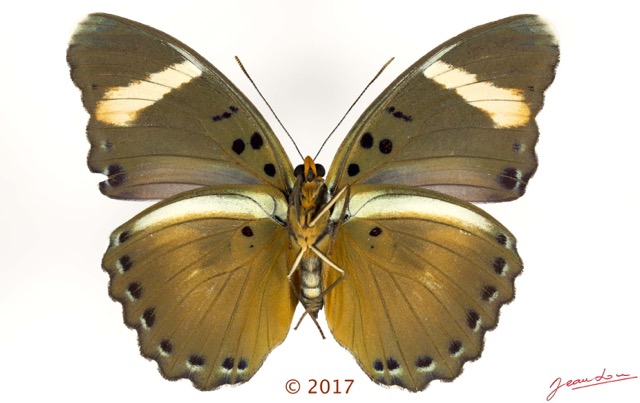 0056 Lepidoptera 136c (FV) Nymphalidae Limenitidinae Euphaedra fulvofasciata F 17E5K3IMG_124794wtmk.jpg