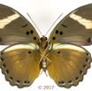 0056 Lepidoptera 136c (FV) Nymphalidae Limenitidinae Euphaedra fulvofasciata F 17E5K3IMG_124794wtmk.jpg