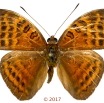 0057 Lepidoptera 137d (FD) Nymphalidae Limenitidinae Euriphene amicia M 17E5K3IMG_124922wtmk.jpg