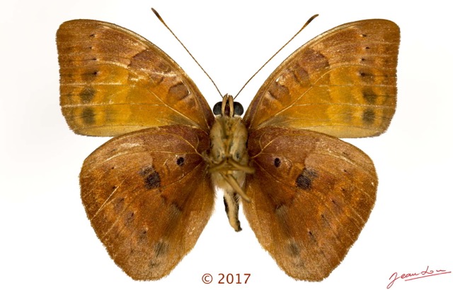0058 Lepidoptera 137d (FV) Nymphalidae Limenitidinae Euriphene amicia M 17E5K3IMG_124923wtmk.jpg