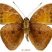 0058 Lepidoptera 137d (FV) Nymphalidae Limenitidinae Euriphene amicia M 17E5K3IMG_124923wtmk.jpg