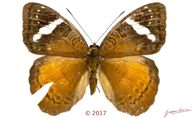 0059 Lepidoptera 138b (FD) Nymphalidae Limenitidinae Euriphene barombina F 17E5K3IMG_124926wtmk.jpg