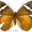 0059 Lepidoptera 138b (FD) Nymphalidae Limenitidinae Euriphene barombina F 17E5K3IMG_124926wtmk.jpg