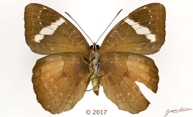 0060 Lepidoptera 138b (FV) Nymphalidae Limenitidinae Euriphene barombina F 17E5K3IMG_124927wtmk.jpg