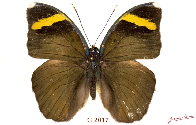 0061 Lepidoptera 138c (FD) Nymphalidae Limenitidinae Euriphene harpalyce M 17E5K3IMG_124928wtmk.jpg