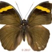 0061 Lepidoptera 138c (FD) Nymphalidae Limenitidinae Euriphene harpalyce M 17E5K3IMG_124928wtmk.jpg