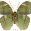 0062 Lepidoptera 138c (FV) Nymphalidae Limenitidinae Euriphene harpalyce M 17E5K3IMG_124929wtmk.jpg