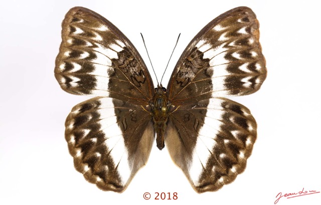 0063 Lepidoptera 140c (FD) Nymphalidae Limenitidinae Cymothoe jodutta F 18E5K3IMG_180211126267_DxOawtmk.jpg