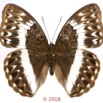 0063 Lepidoptera 140c (FD) Nymphalidae Limenitidinae Cymothoe jodutta F 18E5K3IMG_180211126267_DxOawtmk.jpg