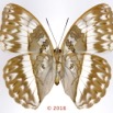 0064 Lepidoptera 140c (FV) Nymphalidae Limenitidinae Cymothoe jodutta F 18E5K3IMG_180211126269_DxOawtmk.jpg