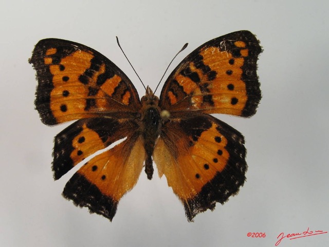 001 Lepidoptera (FD) Nymphalidae Nymphalinae Precis antilope IMG_2063WTMK.JPG