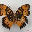002 Lepidoptera (FV) Nymphalidae Nymphalinae Precis antilope IMG_2065WTMK.JPG