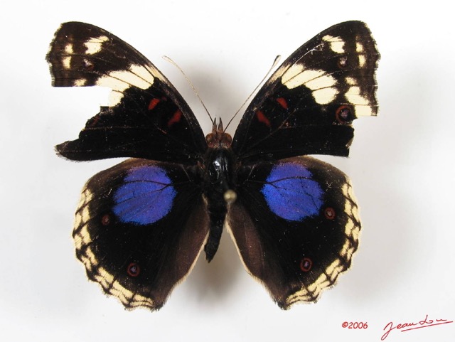 003 Lepidoptera (FD) Nymphalidae Nymphalinae Junonia oenone m IMG_2563WTMK.JPG