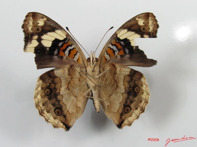 004 Lepidoptera (FV) Nymphalidae Nymphalinae Junonia oenone m IMG_2564WTMK.JPG