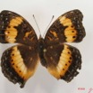 005 Lepidoptera (FD) Nymphalidae Nymphalinae Precis pelarga f IMG_2604WTMK.JPG