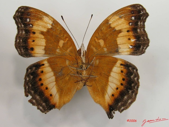 006 Lepidoptera (FV) Nymphalidae Nymphalinae Precis pelarga f IMG_2605WTMK.JPG