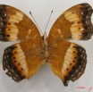 006 Lepidoptera (FV) Nymphalidae Nymphalinae Precis pelarga f IMG_2605WTMK.JPG