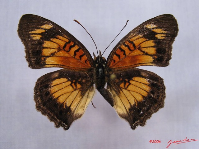 007 Lepidoptera (FD) Nymphalidae Nymphalinae Junonia sophia IMG_3038WTMK.JPG