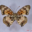 008 Lepidoptera (FV) Nymphalidae Nymphalinae Junonia sophia IMG_3004WTMK.JPG