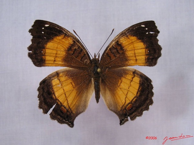 009 Lepidoptera (FD) Nymphalidae Nymphalinae Junonia terea IMG_3007WTMK.JPG