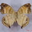 010 Lepidoptera (FV) Nymphalidae Nymphalinae Junonia terea IMG_3009WTMK.JPG