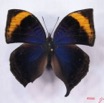 011 Lepidoptera (FD) Nymphalidae Nymphalinae Junonia cymodoce m IMG_3028WTMK.JPG