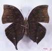 012 Lepidoptera (FV) Nymphalidae Nymphalinae Junonia cymodoce m IMG_3029WTMK.JPG