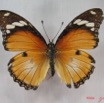 013 Lepidoptera (FD) Nymphalidae Nymphalinae Hypolimnas misippus f IMG_3632WTMK.JPG
