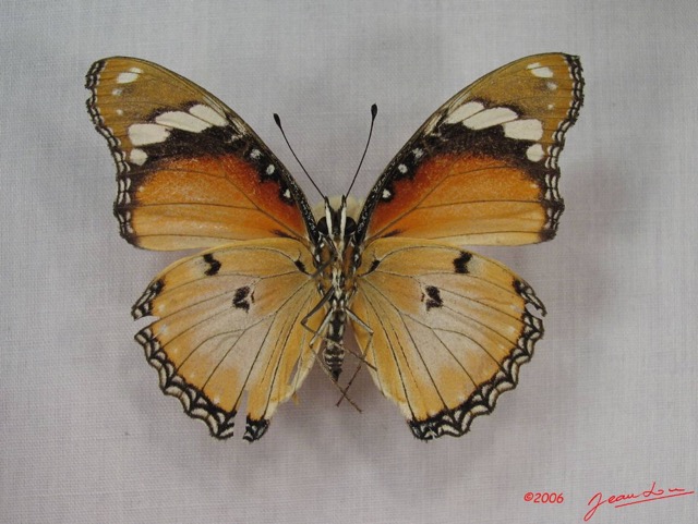 014 Lepidoptera (FV) Nymphalidae Nymphalinae Hypolimnas misippus f IMG_3634WTMK.JPG