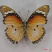 014 Lepidoptera (FV) Nymphalidae Nymphalinae Hypolimnas misippus f IMG_3634WTMK.JPG