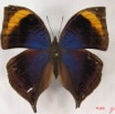 015 Lepidoptera (FD) Nymphalidae Nymphalinae Junonia cymodoce m IMG_3706WTMK.JPG