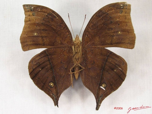 016 Lepidoptera (FV) Nymphalidae Nymphalinae Junonia cymodoce m IMG_3707WTMK.JPG