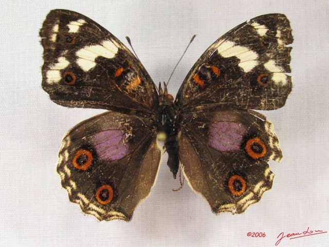 017 Lepidoptera (FD) Nymphalidae Nymphalinae Junonia oenone f IMG_3715WTMK.JPG