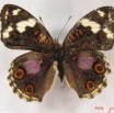 017 Lepidoptera (FD) Nymphalidae Nymphalinae Junonia oenone f IMG_3715WTMK.JPG