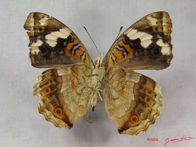 018 Lepidoptera (FV) Nymphalidae Nymphalinae Junonia oenone f IMG_3716WTMK.JPG