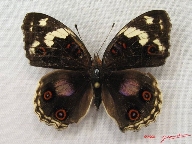 019 Lepidoptera (FD) Nymphalidae Nymphalinae Junonia oenone f IMG_3937WTMK.JPG