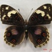 019 Lepidoptera (FD) Nymphalidae Nymphalinae Junonia oenone f IMG_3937WTMK.JPG