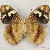 020 Lepidoptera (FV) Nymphalidae Nymphalinae Junonia oenone f IMG_3938WTMK.JPG