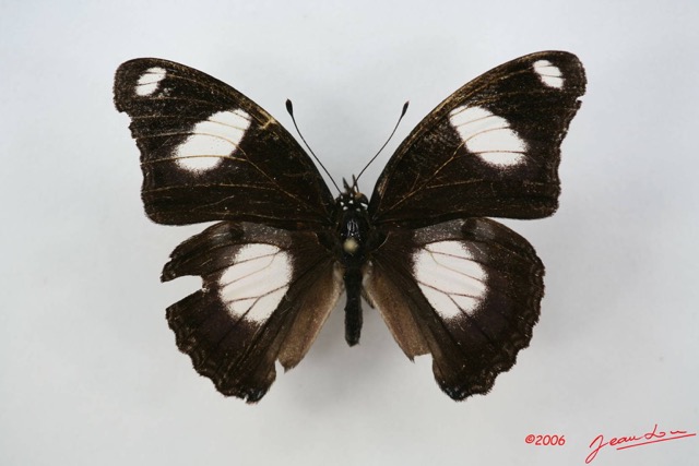 021 Lepidoptera (FD) Nymphalidae Nymphalinae Hypolimnas misippus m IMG_1356WTMK.JPG