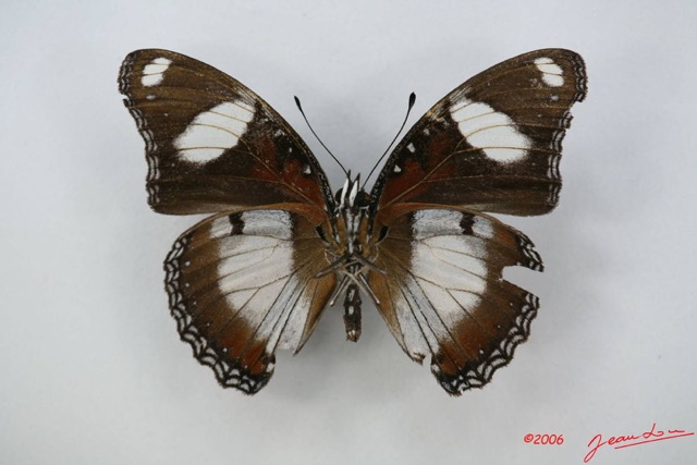022 Lepidoptera (FV) Nymphalidae Nymphalinae Hypolimnas misippus m IMG_1357WTMK.JPG
