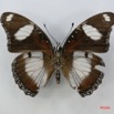 022 Lepidoptera (FV) Nymphalidae Nymphalinae Hypolimnas misippus m IMG_1357WTMK.JPG
