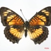 023 Lepidoptera (FD) Nymphalidae Nymphalinae Junonia sophia m IMG_1430WTMK.JPG