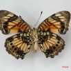 024 Lepidoptera (FV) Nymphalidae Nymphalinae Junonia sophia m IMG_1433WTMK.JPG
