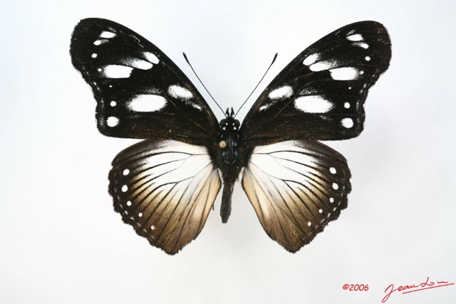 025 Lepidoptera (FD) Nymphalidae Nymphalinae Hypolimnas anthedon Dubius f IMG_1685WTMK.JPG