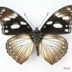 026 Lepidoptera (FV) Nymphalidae Nymphalinae Hypolimnas anthedon Dubius f IMG_1689WTMK.JPG
