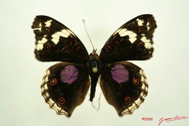027 Lepidoptera (FD) Nymphalidae Nymphalinae Junonia oenone Oenone f IMG_3086WTMK.JPG