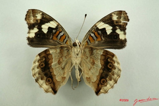 028 Lepidoptera (FV) Nymphalidae Nymphalinae Junonia oenone Oenone f IMG_3087WTMK.JPG