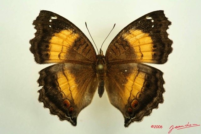 029 Lepidoptera (FD) Nymphalidae Nymphalinae Junonia terea m IMG_3127WTMK.JPG