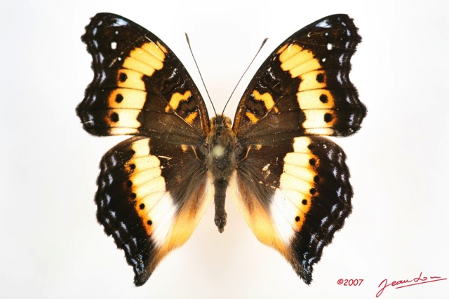 031 Lepidoptera (FD) Nymphalidae Nymphalinae Junonia pelarga mIMG_3391WTMK.jpg