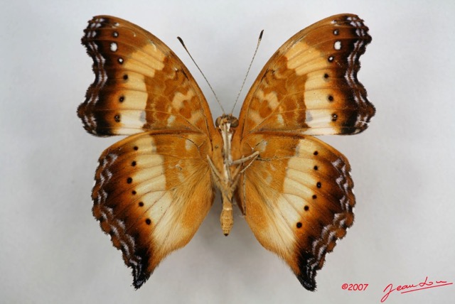 032 Lepidoptera (FV) Nymphalidae Nymphalinae Junonia pelarga mIMG_3396WTMK.jpg